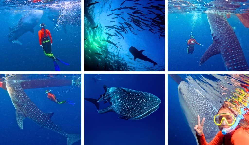 Снорклинг с китовыми акулами (3 дня / 2 ночи)