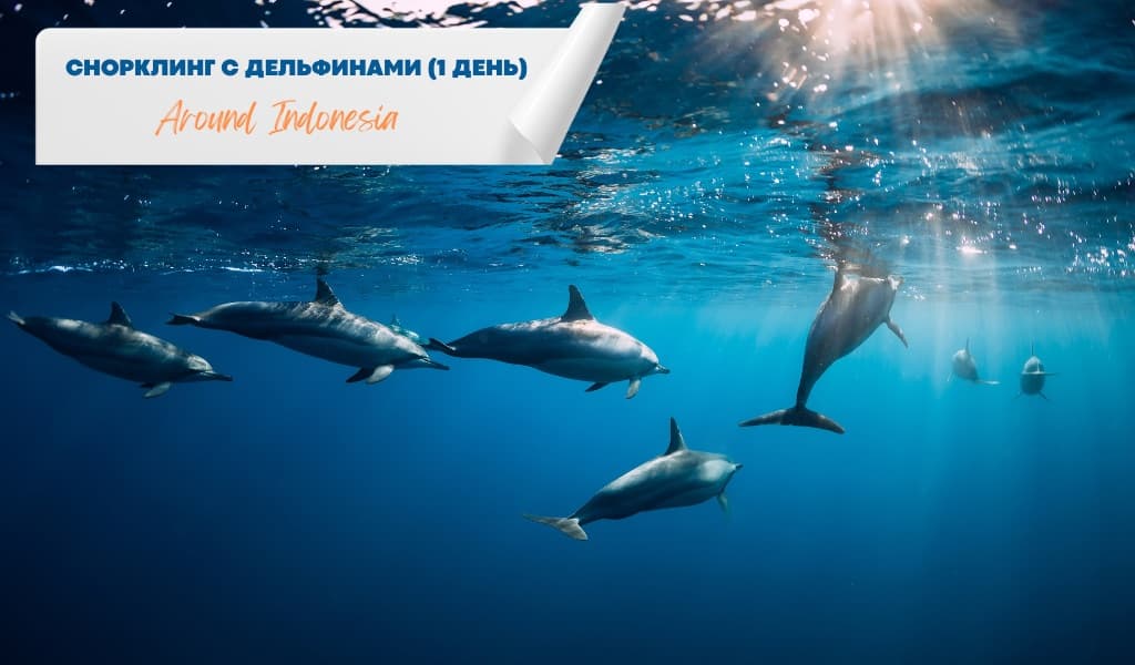 Snorkeling with Dolphins (1 Day)